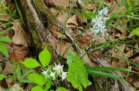 Image result for Litanthus pusillus