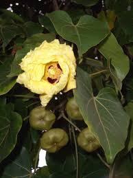 Image result for Thespesia populneoides