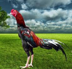 Hasil gambar untuk ayam bangkok