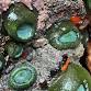Tidepool Discovery Days