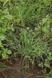 Image result for Chloris roxburghiana