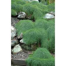 Hedges with flowers, flowering hedges, best flowering hedges, what hedge plants flower, flowering hedge plants. Plant Casuarina 140mm Cousin It I N 3861620 Bunnings Warehouse Ground Cover Plants Australian Native Garden Native Garden
