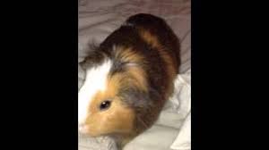 Check spelling or type a new query. Best Of Bugsy Bedtime Stories Guinea Pig Free Watch Download Todaypk