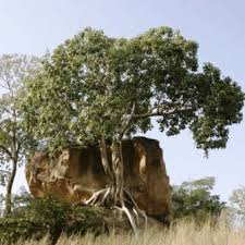 Image result for Ficus abutilifolia