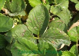 Image result for květopas jahodníkový