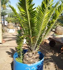 Image result for Cadaba natalensis