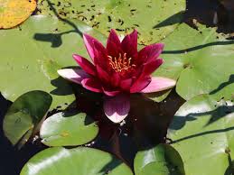 Aber von blüte bisher keine spur. Seerose Froebeli Schonstes Stauden Sortiment Expertenwissen