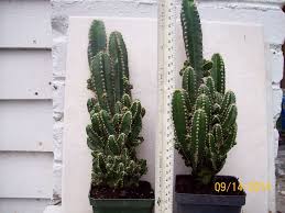 The fairy castle cactus grows a number of green branches which resemble a castle, thus getting its name. Large Size Fairy Castle Cactus Plant Cereus Fairy Castle Cactus Cactus Plants Small Xmas Tree