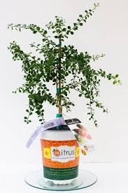 This is because young leaves are especially susceptible to the cold. 1 Gal Australian Finger Lime Tree Care Guide Included We Cannot Ship To California Florida A Finger Lime Tree Care Lime Tree