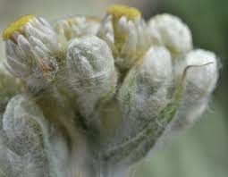 Image result for Pseudognaphalium oligandrum