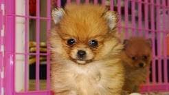 4 pomeranian puppies for sale we have 2 beautiful boys and 2 stunning girls that are now ready to leave for their forever homes. Sale Puppies In Florida Pomeranian For Jacksonville