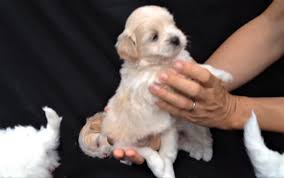 Shih poos love to play, and they spend much time with the family members, chasing toys, or with toys. Video Shih Poo Puppies 4 Weeks Old Doggie Outpost
