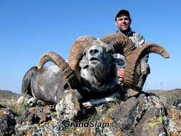 Altai Argali Hunting In Mongolia Grand Slam Ibex