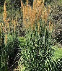 Image result for Sorghastrum
