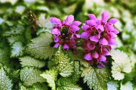 Maybe you would like to learn more about one of these? Lamium Orchid Frost Planthaven International
