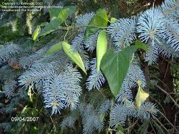 Plantfiles Pictures Sand Vine Honey Vine Blue Vined Milkweed Honeyvine Milkweed Cynanchum Laeve By Kywoods