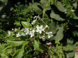 Image result for Volkameria