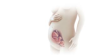 Grâce à cette vidéo, revivez mois après mois en à peine 5 minutes, les principales étapes du développement d'un bébé (en image de synthèse) : Le Developpement Du Foetus En Images Naitre Et Grandir