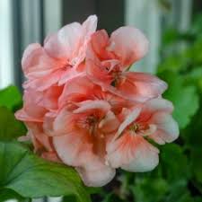 Flowers to plant now uk. Flowers To Sow By Month Dobies