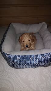 Family oriented breeder of standard goldendoodles all of our doodle mommas are genetically health tested. Caleb A Charming Miniature Goldendoodle Puppy For Sale In Reading Michigan Find Cute Goldendoodle Miniature Goldendoodle Puppies Puppies Goldendoodle Puppy