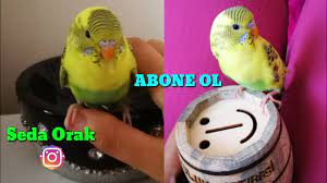 20 gunluk yavru kus muhabbet kusu banyosu youtube