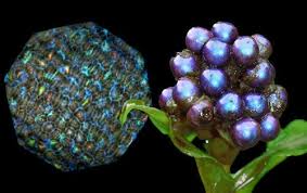 Image result for Pollia condensata