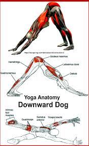 Dog Yoga Dog Yoga Yoga Anatomy Yoga
