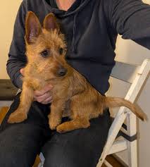 Paxterriers Aussies‎