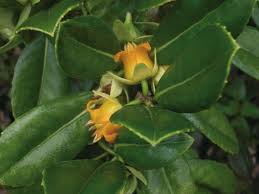 Image result for Hilsenbergia petiolaris