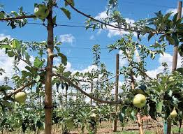 Spreading shoots of young apple trees - Good Fruit Grower