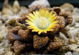 Image result for Xerophyta schlechteri