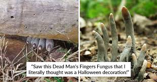 Dead mans fingers fungi( xylaria polymorpha ). Creepy Dead Man S Fingers Mushroom Causes A Stir Among Online Users