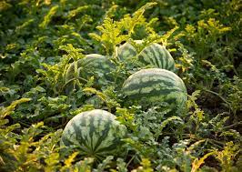 Watermelon Planting How To Grow Watermelons