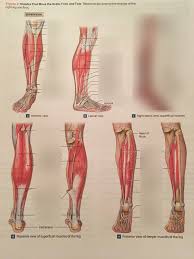 (from schuenke m, schulte e fig. Muscles That Move The Ankle Foot And Toes Diagram Quizlet