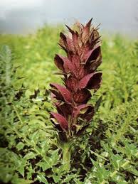 Image result for Acanthus mayaccanus