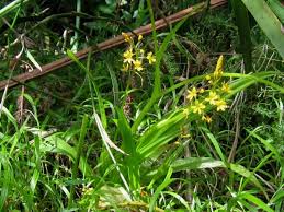 Image result for Neobolusia