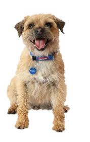 Image result for border teriér