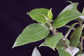 Image result for Pouzolzia parasitica