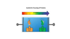 Isoelectric Focusing | Ppt