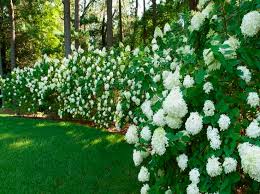 Formal, pruned hedges provide the most privacy, but also require the most maintenance. How To Plant A Privacy Hedge Garden Delights Blog