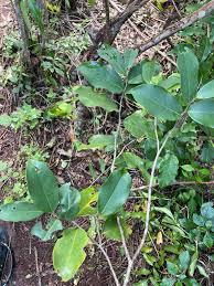 Image result for Uvariodendron