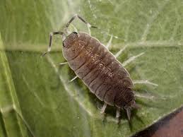 Image result for Polhillides