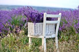 Lavendel Richtig Schneiden Pflegen Garten Lavendel Krautergarten Anlegen Lavendel