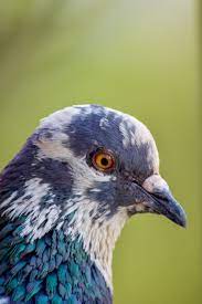 Eye To Eye Pigeon Capture Photo Bird