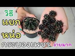 ว ธ แยกหน อกระบองเพชรย มโน เพ อขยายให ม เยอะๆ ขนาดไหนควรเด ด