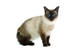 **the aspca is committed to prioritizing the health and safety of the community, the animals in our care and our staff, and we are. Balinese Cat Breed Profile Petfinder