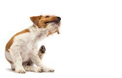 Treatments could range from antihistamines for allergies to topical antibiotics. Focal Non Inflammatory Alopecia A Diagnostic Treatment Challenge