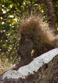 Image result for Erythrococca polyandra