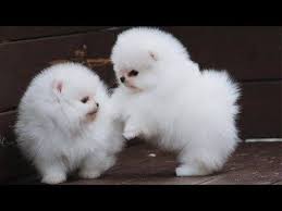 Watch Or Download Fluffy Cotton Ball Pomeranian Puppies With Videoder Pomeranian Puppy Pomeranian Puppy For Sale Pomeranian