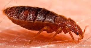 One treatment in a house of 1,500 square feet goes for $300, on average. Bed Bugs Are Even Peskier Than We Thought Science Smithsonian Magazine